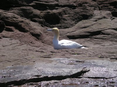Aboiteau Wharf/Beach NB
