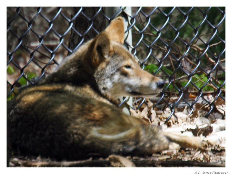 RedWolf.8748.jpg