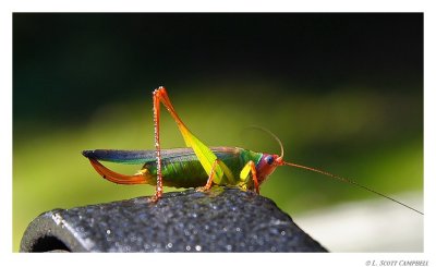 Grasshopper.7835.jpg