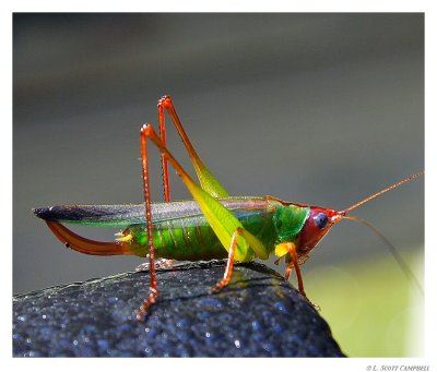 Grasshopper.7836.jpg