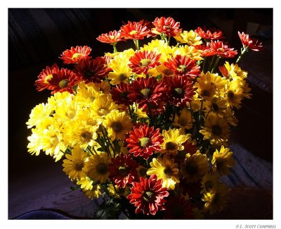 FallMums.7878.jpg