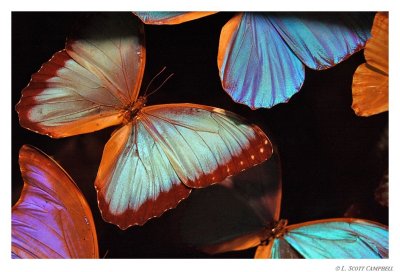Butterflies.8171.jpg