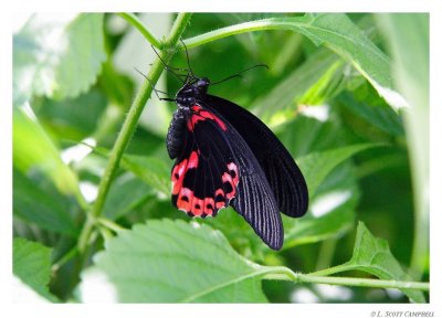 Butterfly.8159.jpg