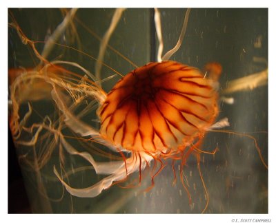 Jellyfish.8129.jpg