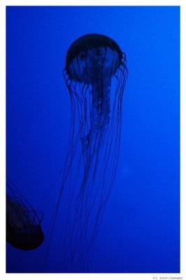 Jellyfish.8100.jpg