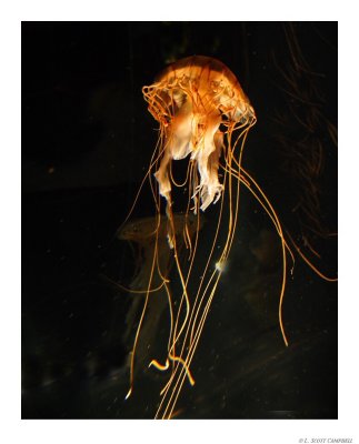 Jellyfish.8047.jpg