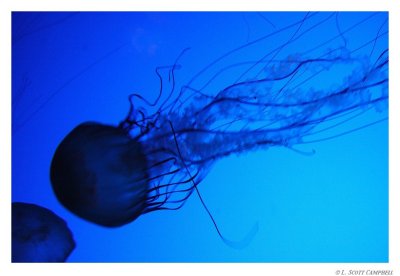 Jellyfish.8101.jpg
