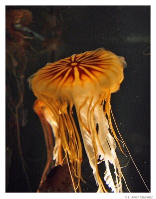 Jellyfish.8045.jpg