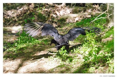 BlackVulture.8918.jpg