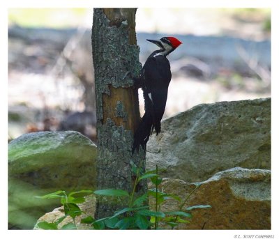 PileatedWPecker.9212.jpg