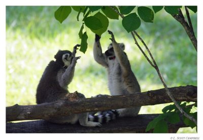 Lemurs.9073.jpg