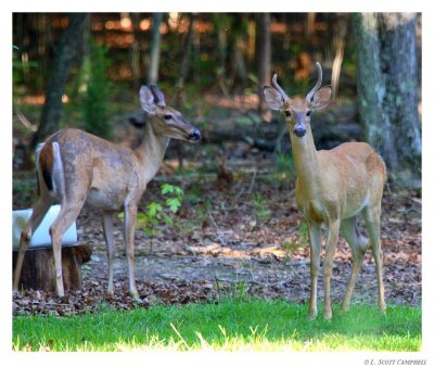 Deer.9307.jpg