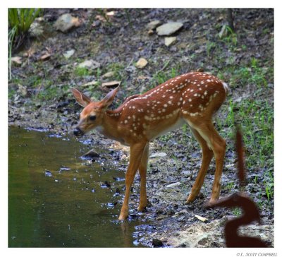 Fawn.Pond.9961.jpg