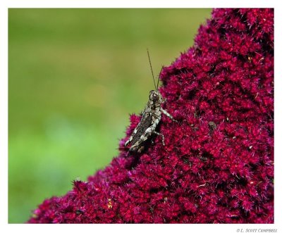 Grasshopper.jpg