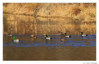 Mallards.0159.jpg