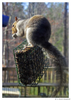 SquirrelFeeder.7145.jpg