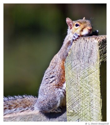 LaidBackSquirrel.6643.jpg