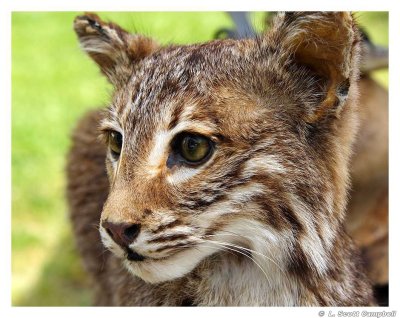 Bobcat.7395.jpg