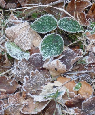 frosted leaves.jpg