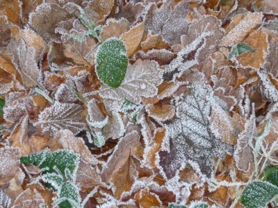 frosted leaves2.jpg