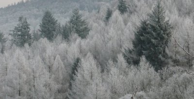 trees and frost.jpg