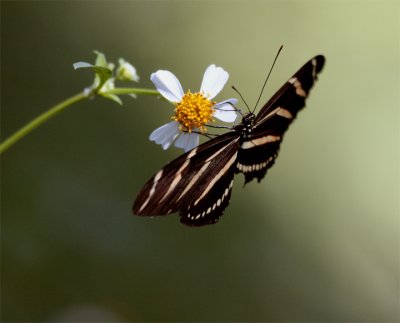 Butterfly on a Daisy at Carter Road Park.jpg