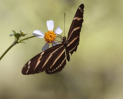 Butterfly on a Daisy at Carter Road Park 3.jpg