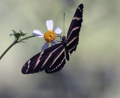 Butterfly on a Daisy at Carter Road Park 4.jpg