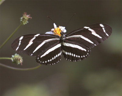 Striped Butterfly on Flower at Carter Rd Park.jpg