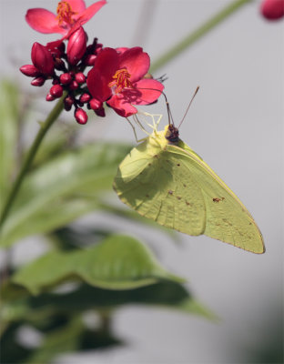 Yellow Butterfly on Red Flower 2.jpg