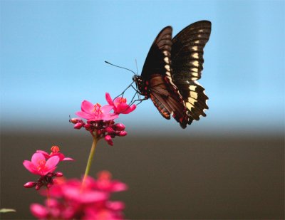 Black Butterfly on Red Flower 2.jpg