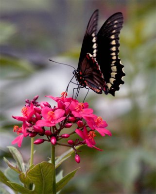 Black Butterfly on Red Flower Vertical 2.jpg