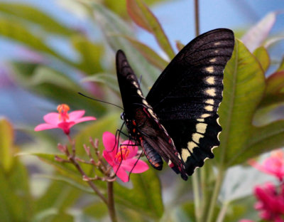 Black Butterfly on Red Flower 3_filtered.jpg