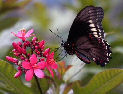 Black Butterfly feeding on red flower 2.jpg
