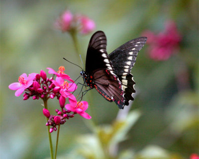 Black Butterfly on Red Flower with pollen on its legs.jpg