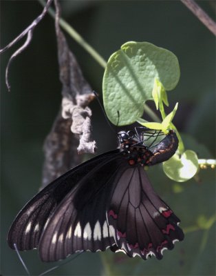 Black Butterfly Hanging from leaf vertical.jpg