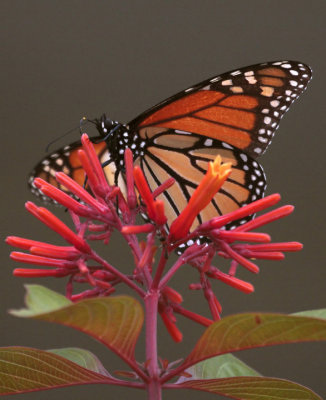 Monarch on flower in the garden vertical_filtered.jpg