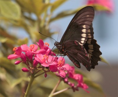 Black Butterfly on flower in garden.jpg