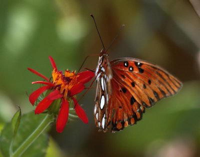 Monarch on flower in the garden_filtered.jpg