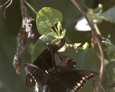 Two black butterflies in butterfly garden.jpg