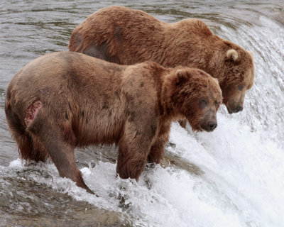 Two Bears at the Falls one with gash.jpg
