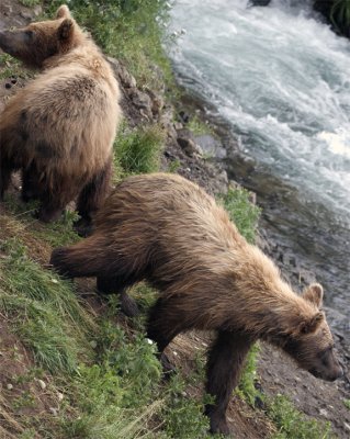 Two Cubs On the River Bank.jpg