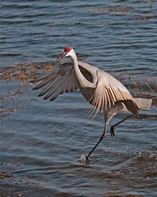 Sandhill Crane Near Mikes House Dancing in the Water.jpg