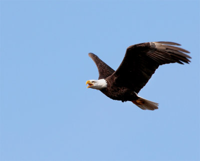 Bald Eagle Flying.jpg