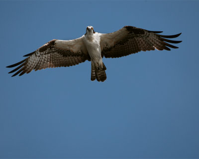 Osprey Flying overhead.jpg