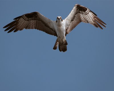 Osprey Flying overhead wings beating.jpg
