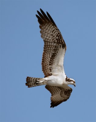 Osprey Flying.jpg
