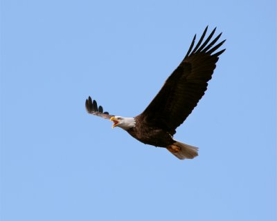 Eagle Flying Calling 2.jpg