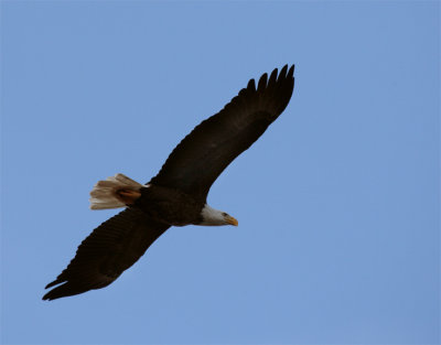 Bald Eagle Flying from bottom 2.jpg