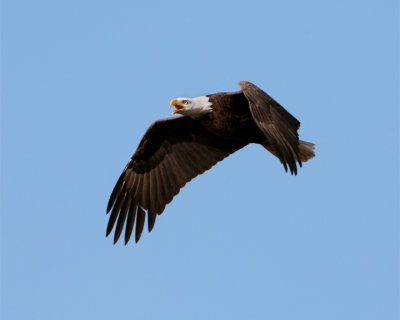 Eagle Flying Calling.jpg
